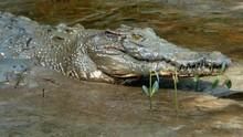 灣鱷之祕 Crocodiles: Under the Skin 節目