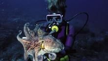 Search For The Giant Octopus show