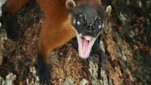 Amazonia's Giant Jaws show
