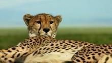 獵豹求生記 Cheetah - Against All Odds 節目
