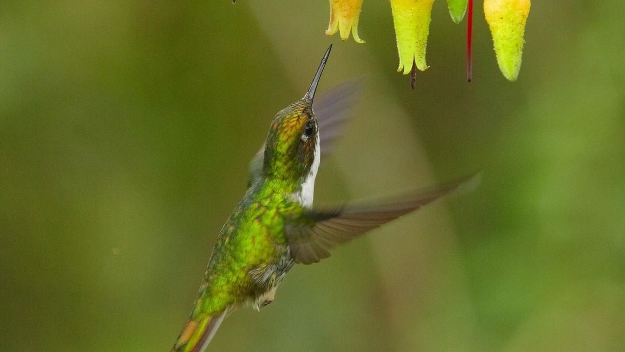 空中精靈-蜂鳥 hummingbirds: magic in the air