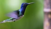 空中精靈－蜂鳥 Hummingbirds: Magic In The Air 節目