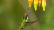 Hummingbirds: Magic In The Air show