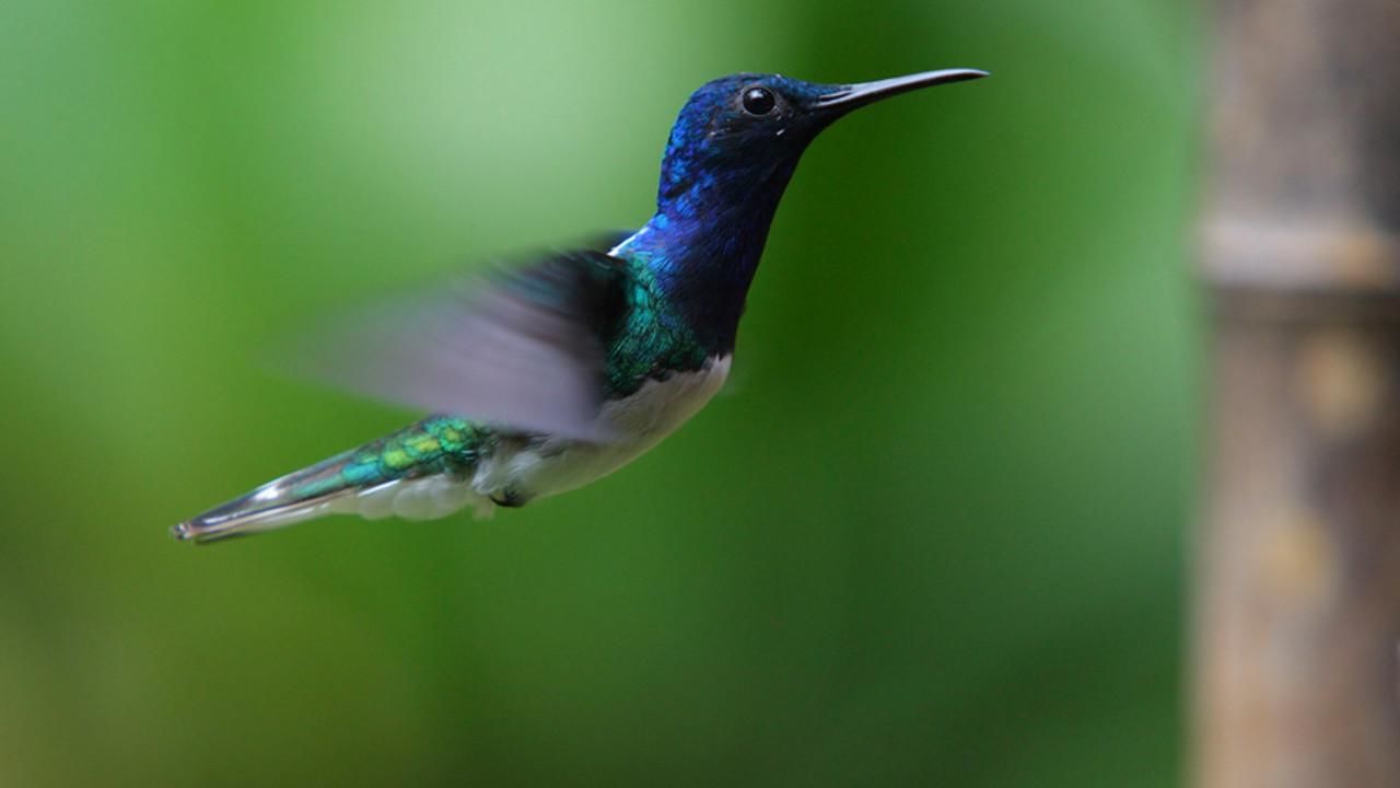Imagini Cele Mai Mici Păsări Colibri National Geographic