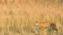 Tiger Wars show
