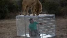Man v. Lion show