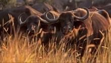 Blood Rivals: Lion vs. Buffalo show