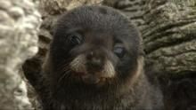 Fur Seals: Battle for Survival show