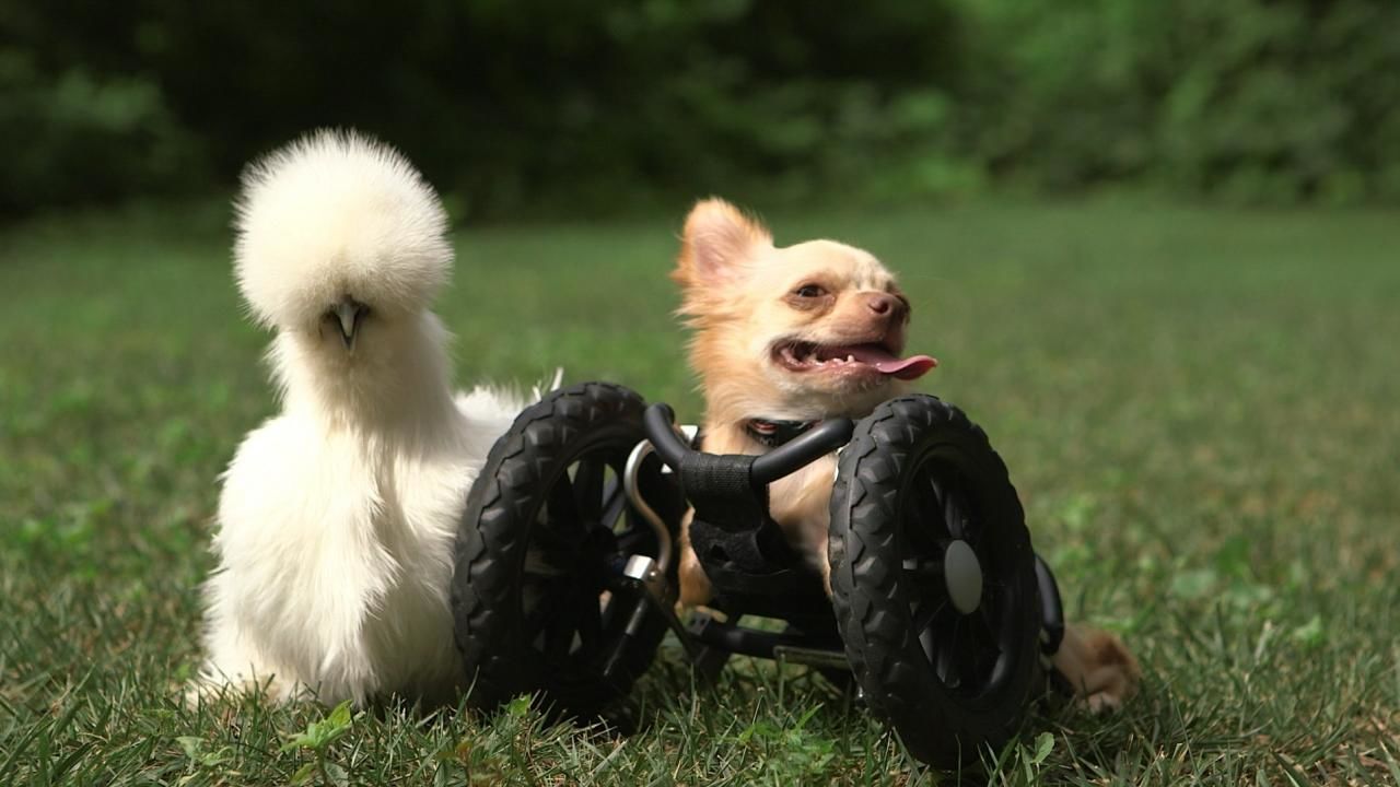 About Unlikely Animal Friends Show - National Geographic Channel - Asia