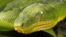 Anaconda: Silent Killer show