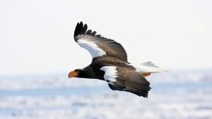 Eagle Queen Of The Skies National Geographic Channel Asia