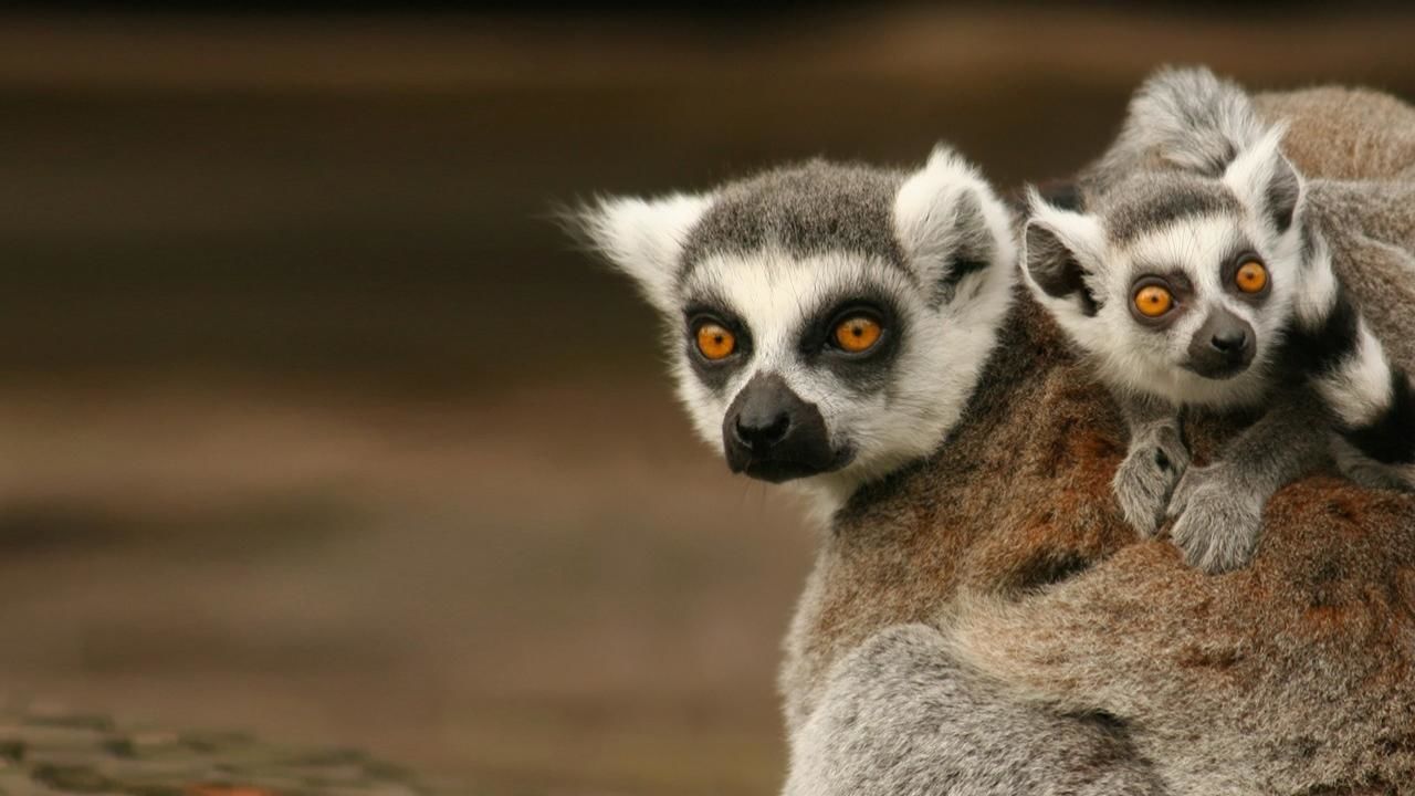 Madagascar's Legendary Lemurs - National Geographic Channel - Asia