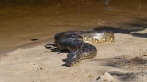 Anaconda: Silent Killer show