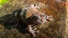 Monster Frog show