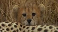 Surviving the Serengeti show
