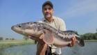 Monster Fish: Giant Catfish