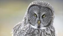 Wild Yellowstone show