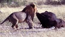 不守規矩的獅子 Lions Behaving Badly 節目