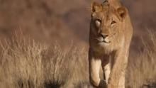 Vanishing Kings: Desert Lions of the Namib show