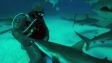 Shocking Sharks show
