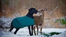 Unlikely Animal Friends: Bark-Tacular  show
