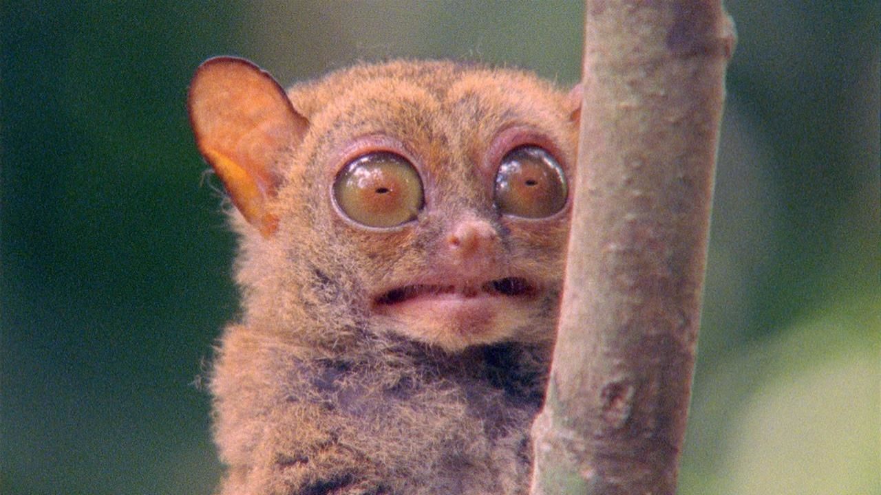 World's Weirdest Animal Faces - National Geographic Channel - Asia