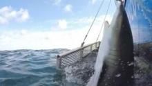 Extreme Sharkfest show