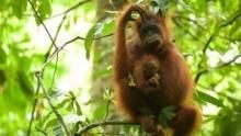 Mission Critical: Orangutan On The Edge show