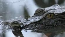 Boss Croc show