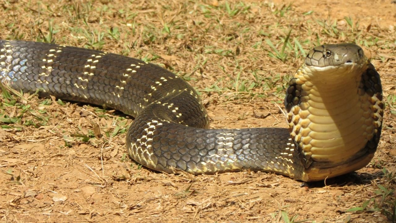 Image result for king cobra