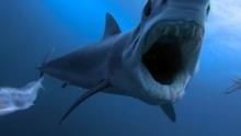 Shark V. Predator show