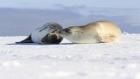 Continent 7: Antarctica: Not Fit For Human Life