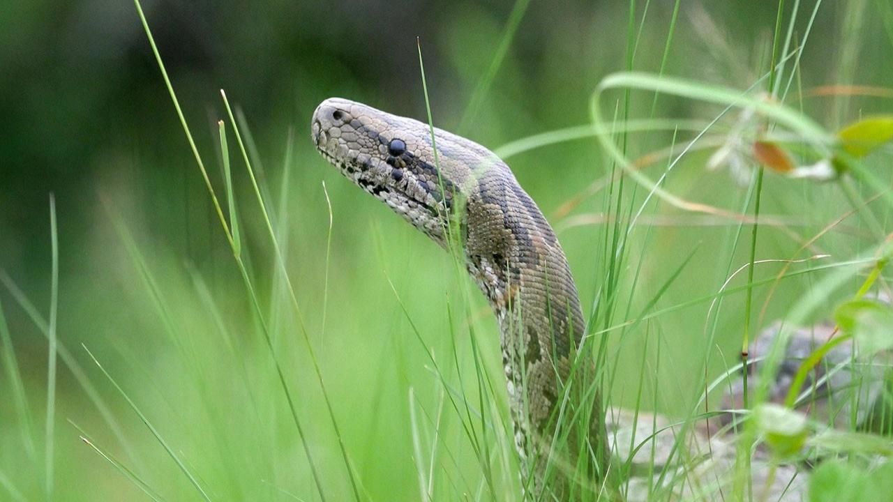 https://assets-natgeotv.fnghub.com/Shows/74614.jpg