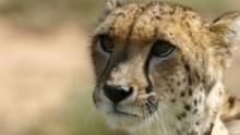 Sibella: The Miracle Cheetah show