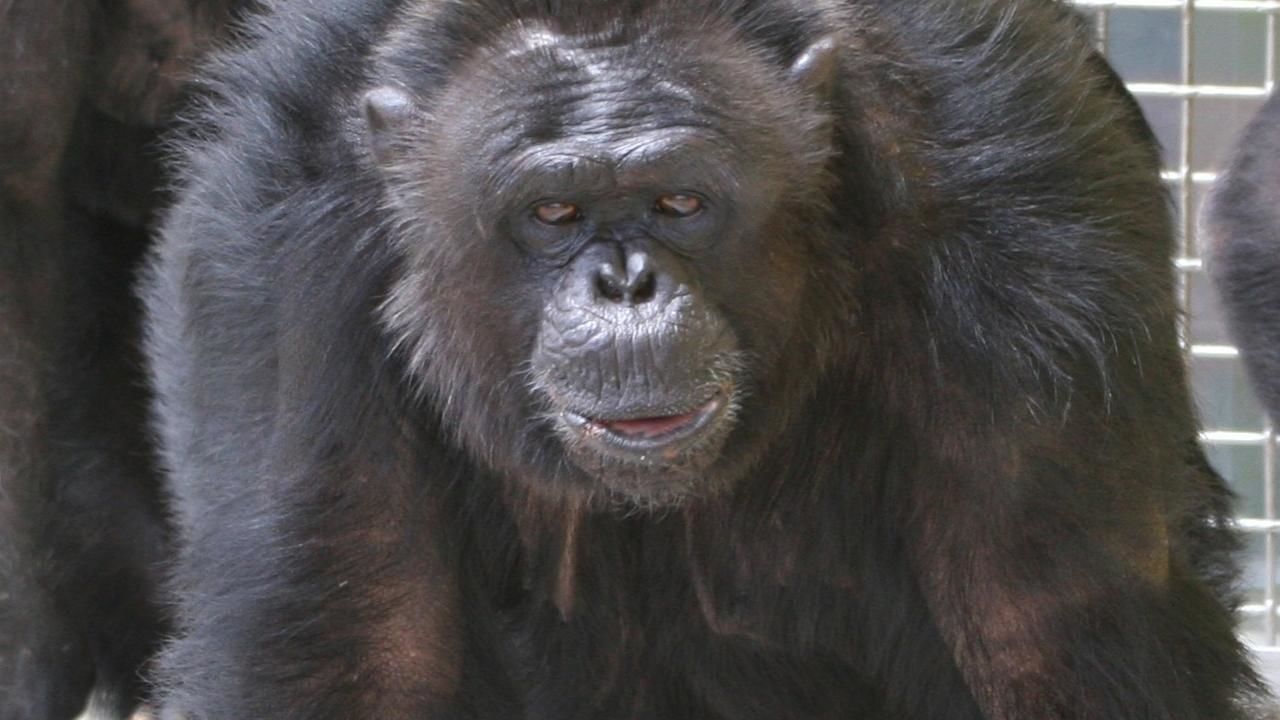 giant chimpanzee