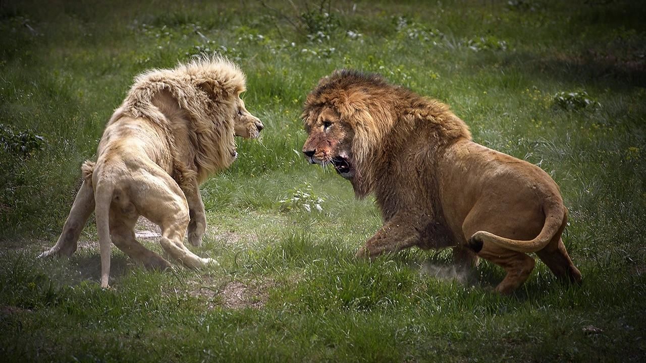 The Poor Face Of Lion When Prey Fight Back Lion Vs Wildebeest Buffalo Wild Animals Attack Youtube