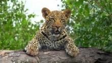 Leopard Kingdom show