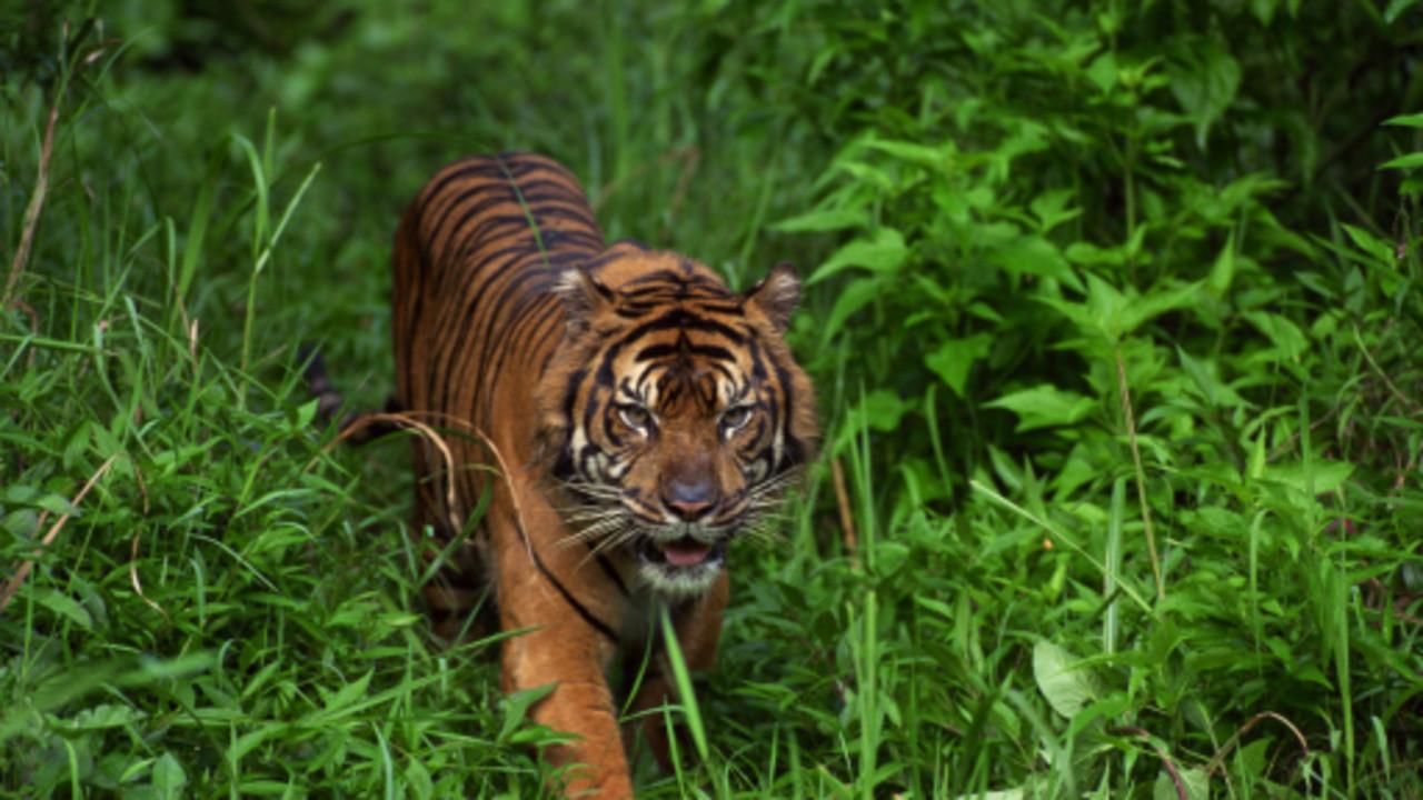 World's Deadliest Animals Week - National Geographic Channel - India