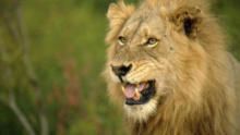 Predator Land: Lions and Leopards  show