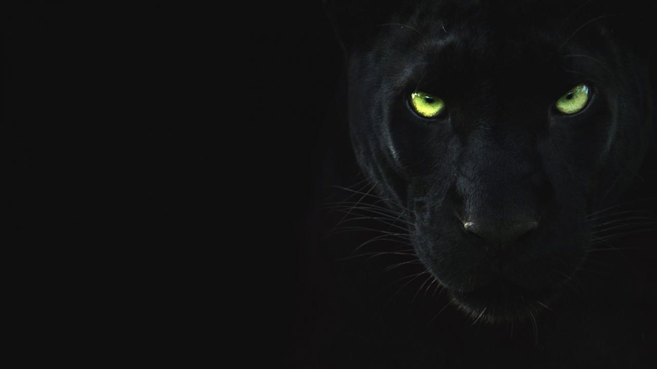 The Real Black Panther - National Geographic Channel - Asia