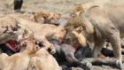 حيوانات   أفريقيا   المفترسة: في منطقة الفهد
