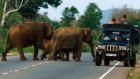Jungle Heroes: Operation: Elephant