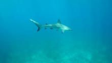Sharks of The Bermuda Triangle show