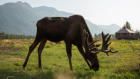 Saving Wild Alaska: Stinky Business