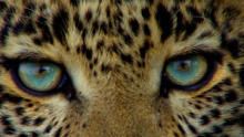 Jade Eyed Leopard show