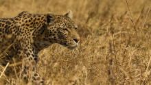 Leopard & Hyena: Strange Alliance show