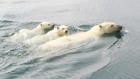 خاص اليوم العالمي للدب القطبي: مملكة الدببة...