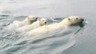 World Polar Bear Day: America The Wild: Grizzly...