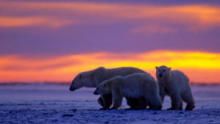 Kingdom of The Polar Bears  show