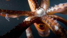 World's Deadliest Jellyfish show
